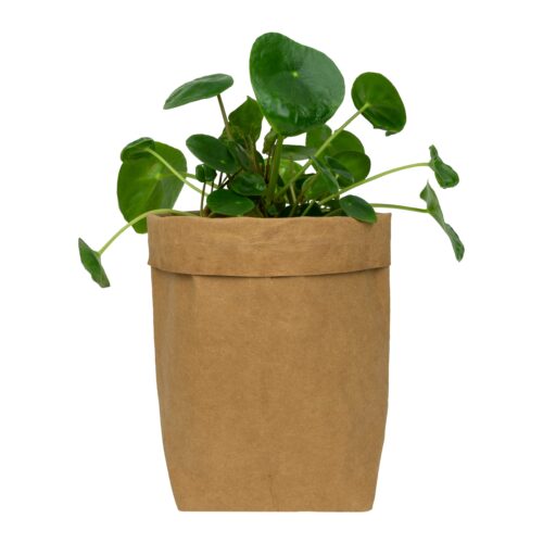 Bruine plantenzak van kraftpapier