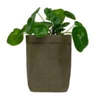 Plantenzak van kraftpapier in het donkergroen