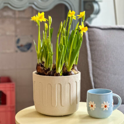 beige binnen bloempot van merk quvio met drips