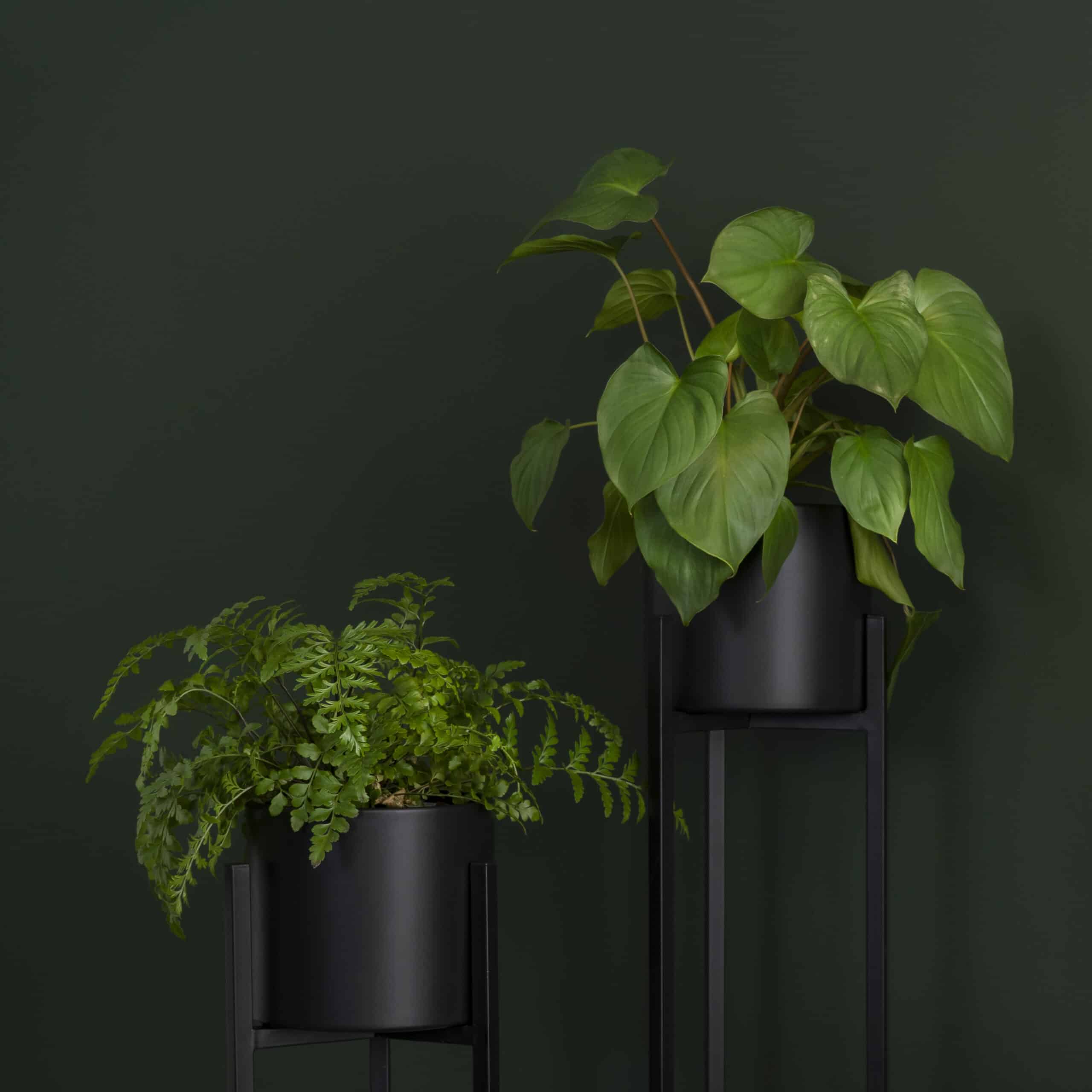 plantenzuilen