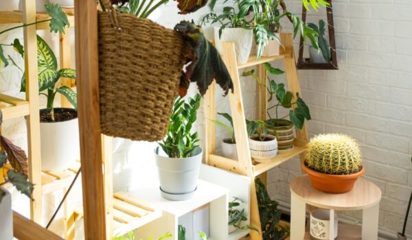 4 tips om kamerplanten in leven te houden