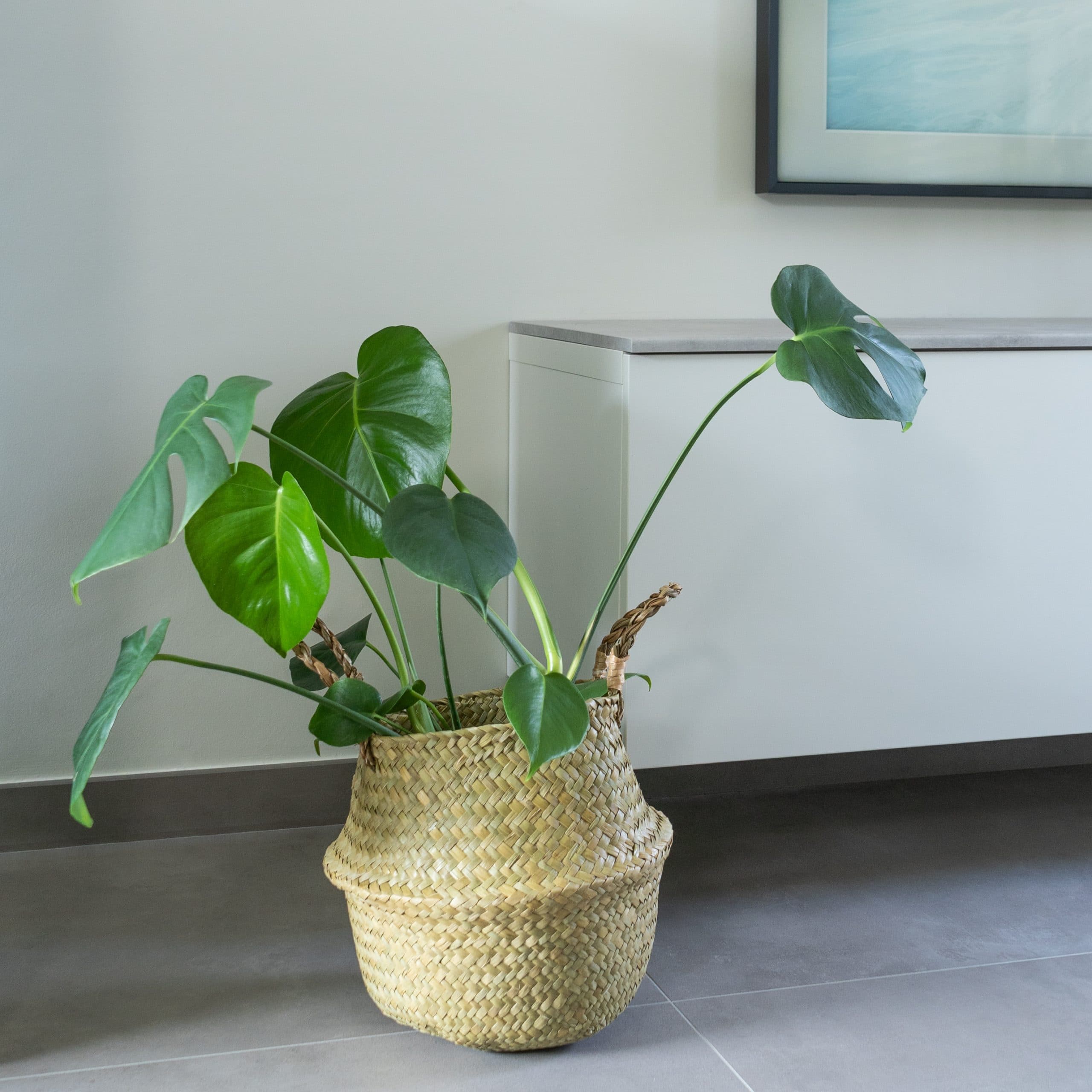 Grote plantenmand