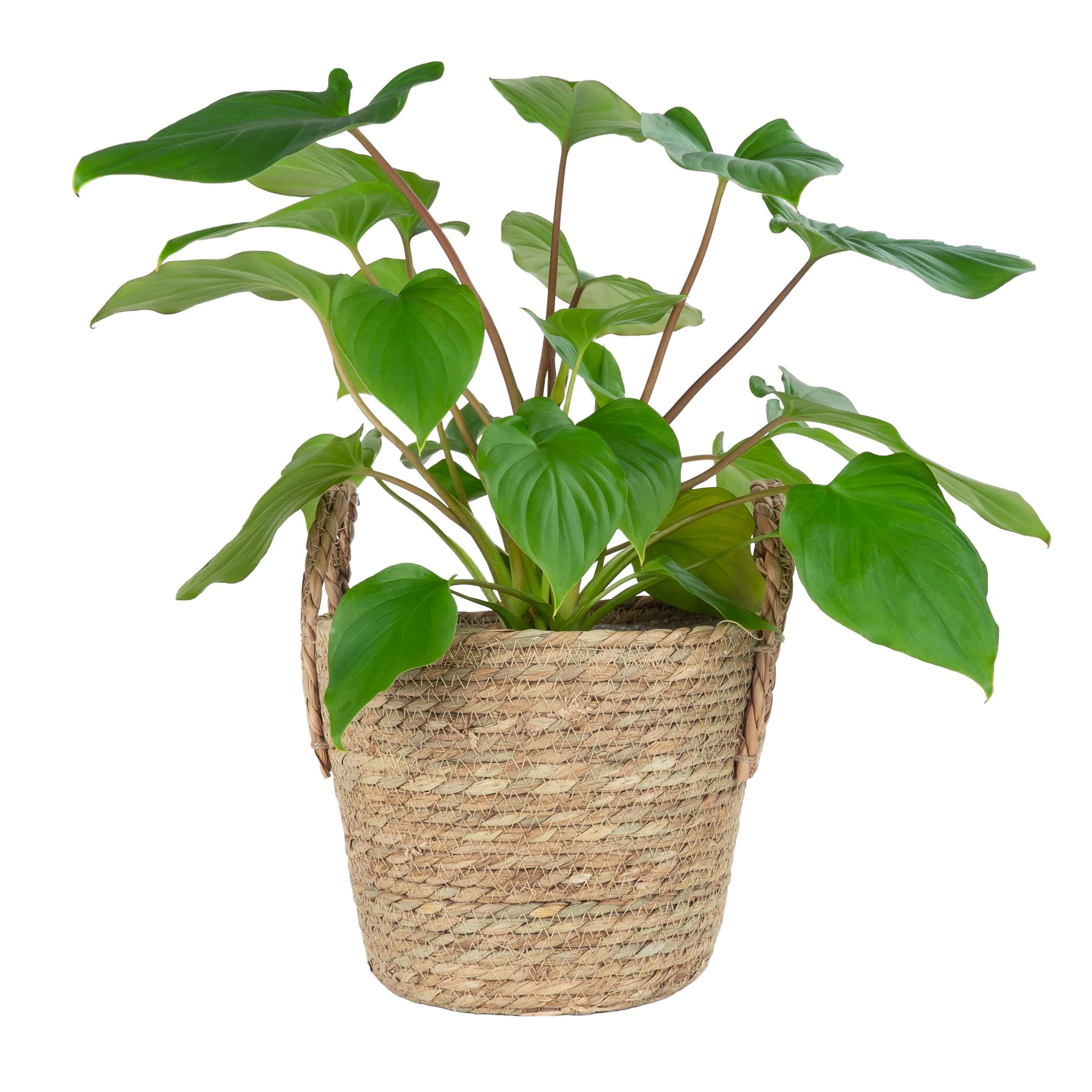 plantenmand met handvaten vlas