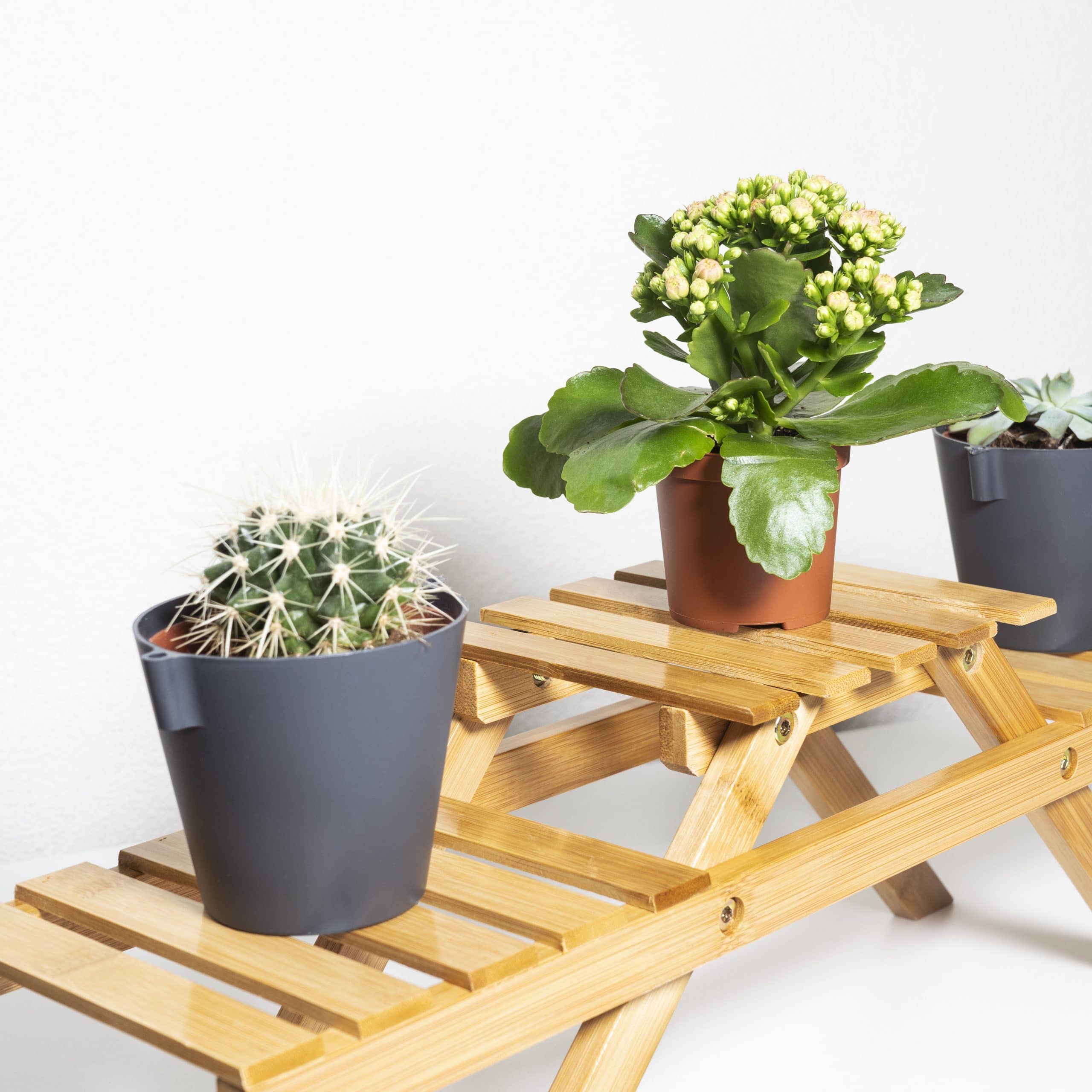 Trapje voor binnen planten